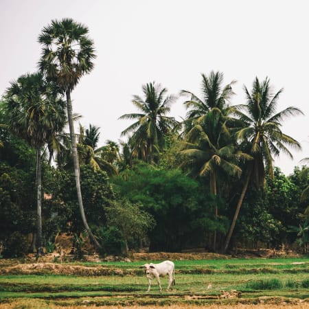 5-Hour Bike Tour in Siem Reap Countryside with Sunset Snacks