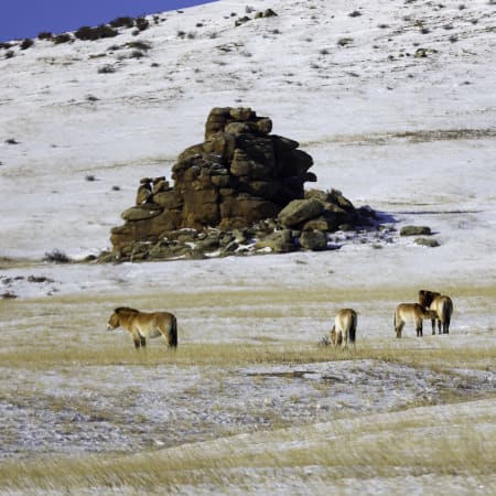 3-Day Hustai National Park Tour with Ungut Monuments