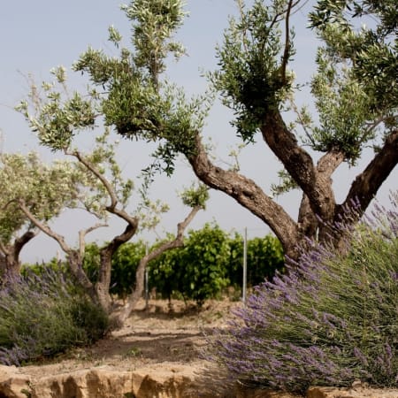4-Hour Su Nuraxi and Barumini Tour from Cagliari with Archaeologist