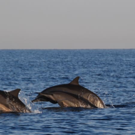 Full-Day Bali Sightseeing Tour with Lovina Beach Dolphin Spotting