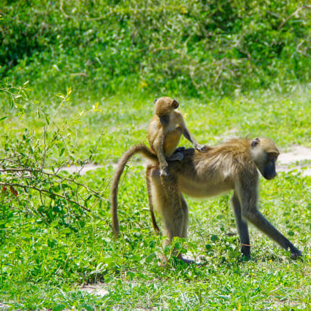 7-Day Victoria Falls and Chobe Safari with Soweto Tour