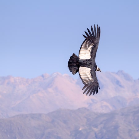 10-Day Southern Peru Tour with Lake Titicaca and Machu Picchu