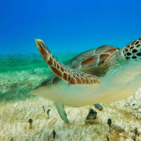 7-Hour Akumal Snorkelling Tour with Sea Turtles and Cenote Swim