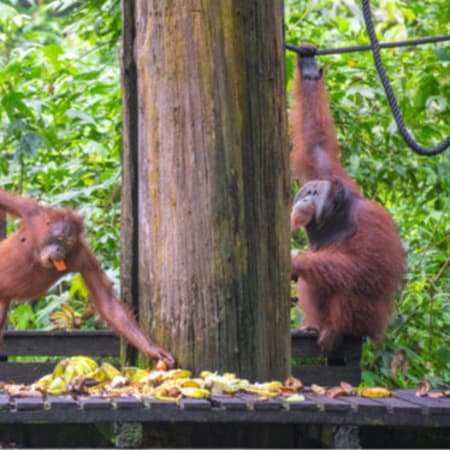 11-Day Nature Trip in Malaysia with Turtle Island and Sepilok