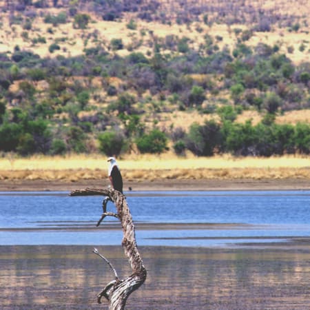 1-Day Pilanesberg Safari from Johannesburg with Big 5 Game Drives