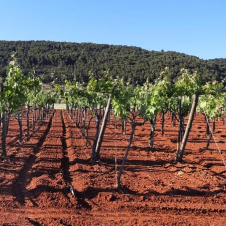 4-Hour Food and Wine Tasting Tour in Apulia with Masseria Visits