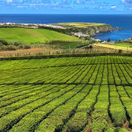 7-Hour São Miguel North Tour with Lagoa do Fogo and Tea Estates