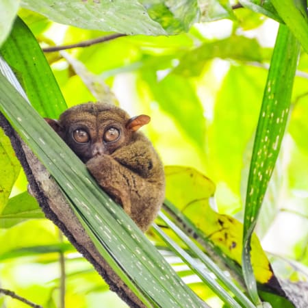8-Day Bohol Nature and Adventure Tour with Oslob and Pescador