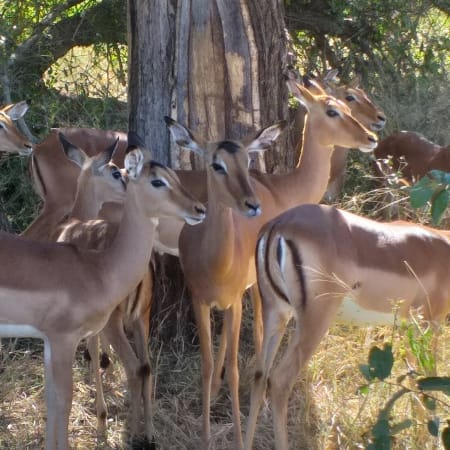 5-Day Kruger National Park Safari with Blyde River Canyon