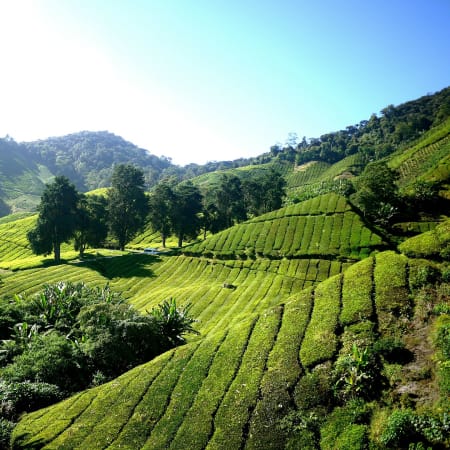 1-Day Cameron Highlands Tour from Kuala Lumpur with Batu Caves