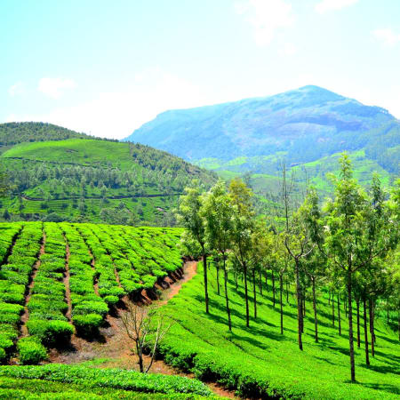 9-Day South India Hill Stations Tour with Ooty, Munnar and Cochin