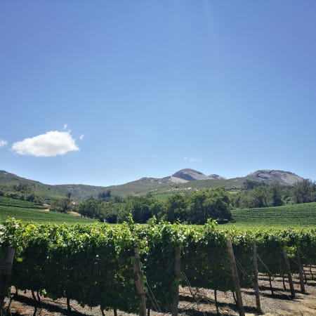 6-Day Cape Winelands Wine Tour with Your Choice of Scenic Routes