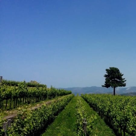 7-Hour Mount Etna Trek and Wine Tasting from Catania