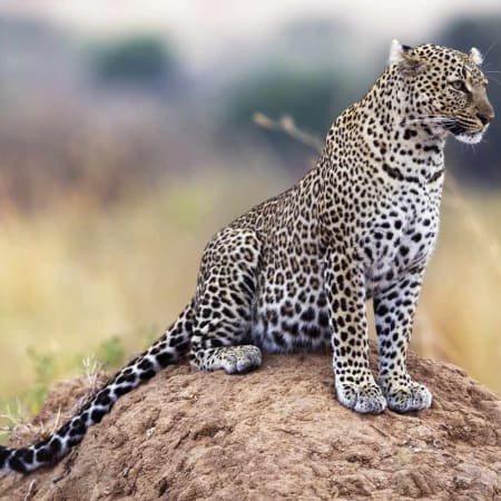 8-Hour Aquila Big 5 Safari and Nederburg Wine Tasting Tour