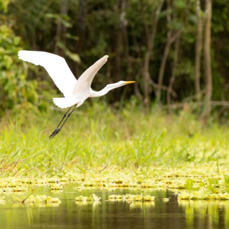 5-Day Amazon Jungle Survival Tour in Iquitos with Rainforest Camping