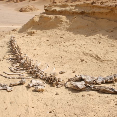 12-Hour Fayoum Oasis Tour from Cairo with Wadi El-Hitan and Sandboarding