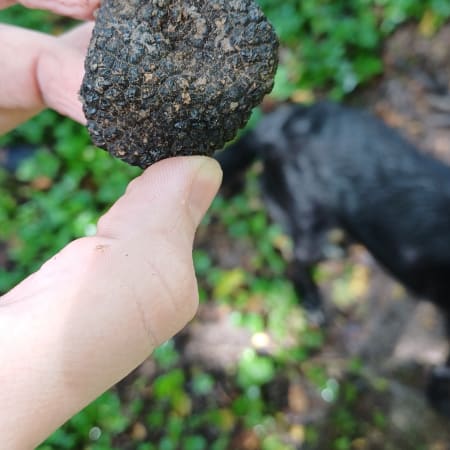 6-Hour Truffle Hunting Tour in Istria with Motovun Tasting