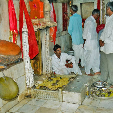 31-Hour Bikaner Temple and Camel Tour with Jodhpur Pickup