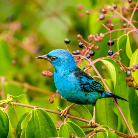 5-Hour Canopy Walkways Tour in Puerto Maldonado with Birdwatching