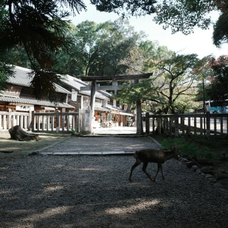 6-Hour Private Nara Heritage Tour from Kyoto with Wild Deer