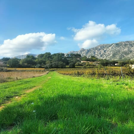 7-Hour Provence Wine Tour with Pétanque and Saint-Maximin Visit