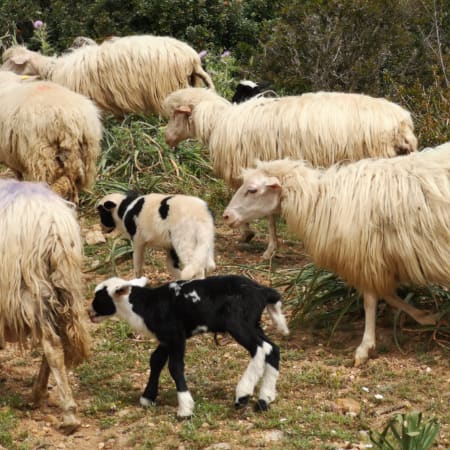 3-Hour Cheese-Making Workshop in Olbia with Farm Visit and Tasting