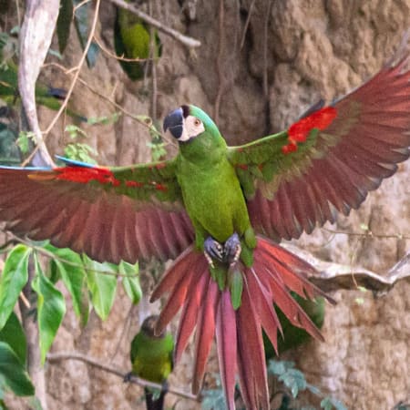 3-Hour Sunrise Wildlife Tour in Puerto Maldonado to Cachuela Clay Lick