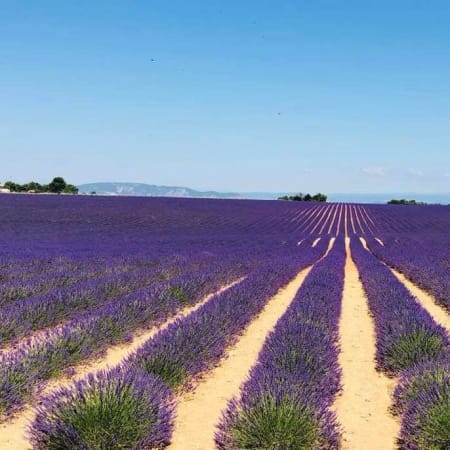 8-Hour Luberon Lavender Tour from Aix-en-Provence with Local Expert