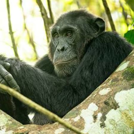 3-Day Uganda Gorilla Trekking Safari with Lake Bunyonyi Stay