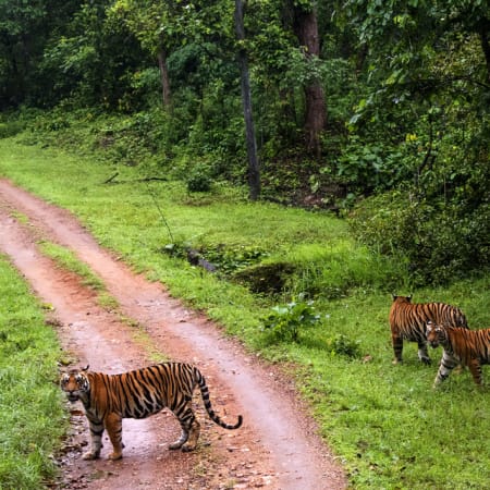 10-Day Madhya Pradesh Heritage and Wildlife Safari Tour