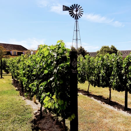 8-Hour Sightseeing and Gastronomy Tour of Arrábida Natural Park