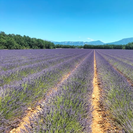 7-Hour Gorges du Verdon Boat Ride with Picnic and Lavender Fields