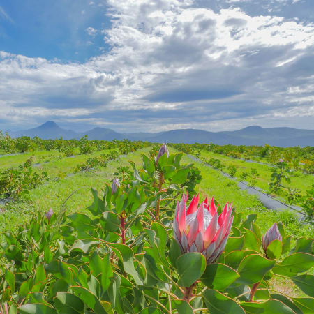 6-Day Garden Route Tour from Cape Town to Port Elizabeth