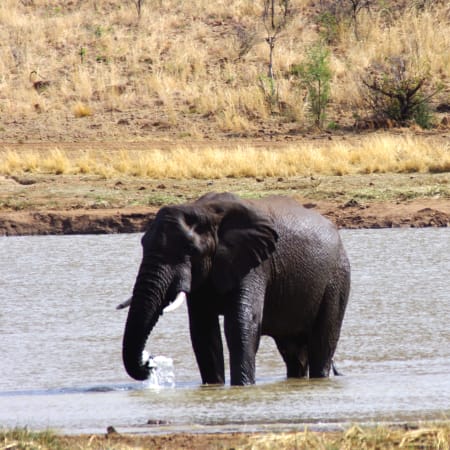 1-Day Pilanesberg Safari from Johannesburg with Big 5 Game Drives