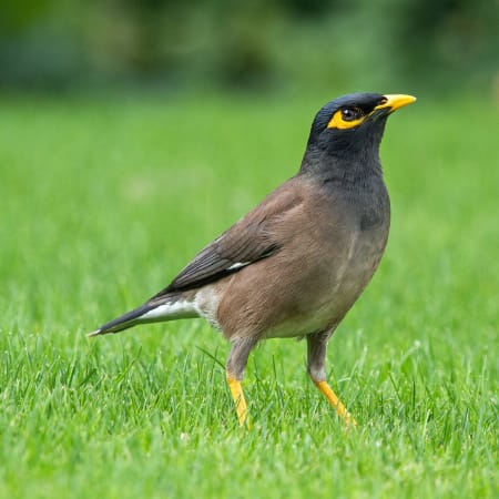 13-Day North-East India Wildlife Safari with Eagle Nest Birding