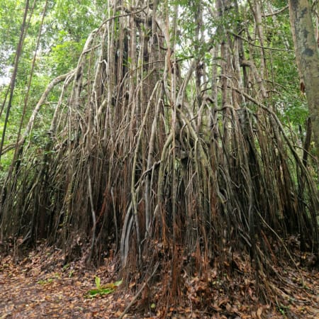4-Day Amazon Jungle Expedition from Iquitos with Yarapa Camping