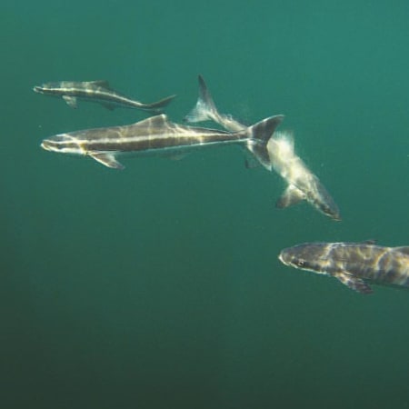 3-Day Sports Fishing Tour in Kuala Rompin with Sailfish Hunting