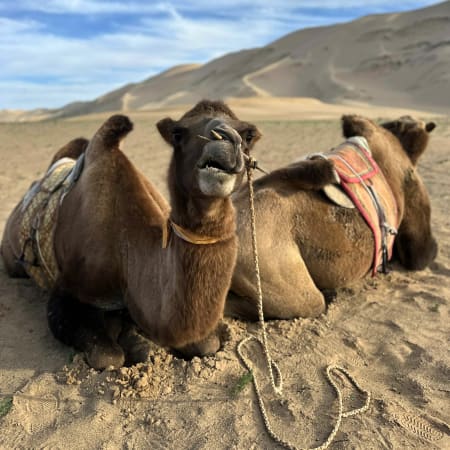 6-Day Gobi Desert and Terelj National Park Tour from Ulaanbaatar
