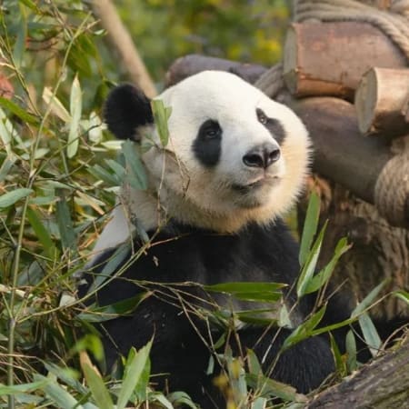 13-Day China Sightseeing Tour from Beijing to Shanghai with Pandas