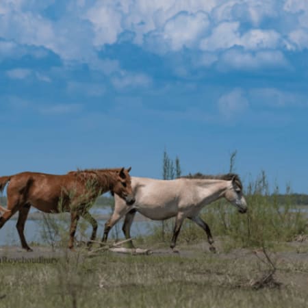 7-Day Assam Cultural and Wildlife Tour with Kaziranga and Dibru-Saikhowa