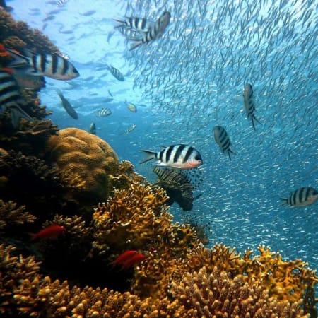 4-Hour Snorkelling Tour of Ras Mohamed National Park from Sharm
