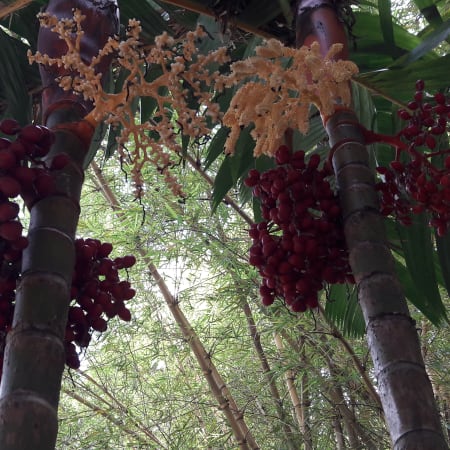 1 Dia de Visita ao Instituto Inhotim com Arte e Jardim Botânico