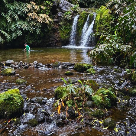 7-Hour São Miguel North Tour with Lagoa do Fogo and Tea Estates