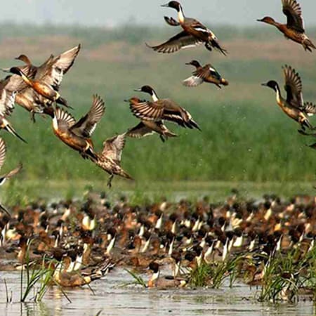 7-Day Assam Cultural and Wildlife Tour with Kaziranga and Dibru-Saikhowa