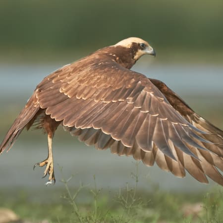 3-Hour Danube Delta Birdwatching Tour with Carasuhat Wetlands