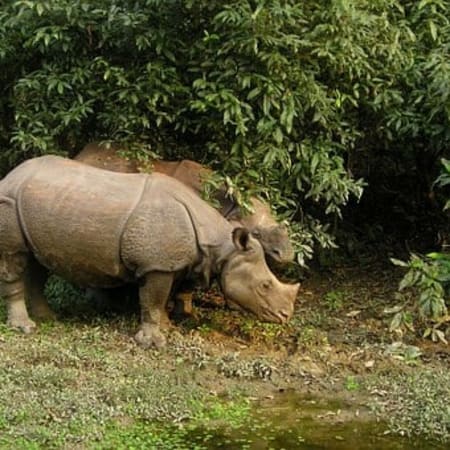 10-Day Pilgrimage and Safari Tour in Nepal with Chitwan and Lumbini