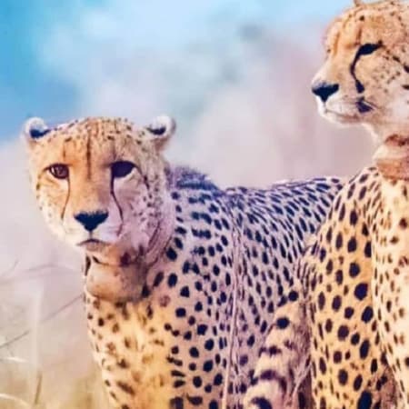 6-Day Wildlife and Heritage Tour with Kuno, Agra and Varanasi