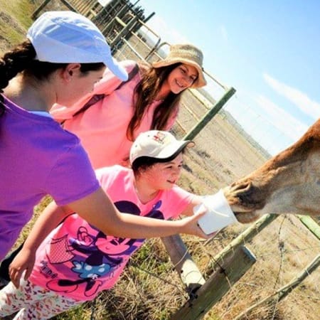Full-Day Wildlife and Wine Tour from Cape Town to Stellenbosch