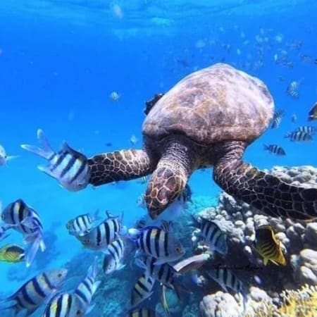 Full-Day Abu Dabbab Snorkeling Tour in Marsa Alam with Turtles