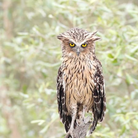 3-Day Sundarbans Mangrove Safari from Kolkata with Gosaba Village